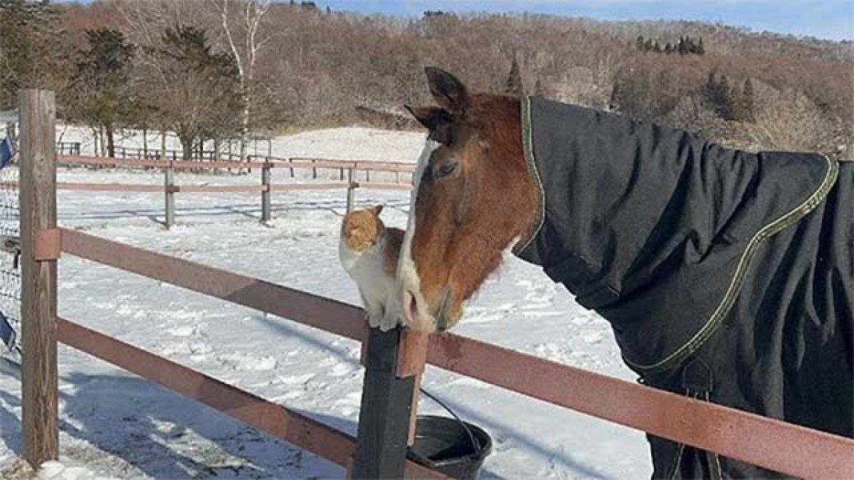 猫のメトちゃんがやってきて喜んでいるメイショウドトウ