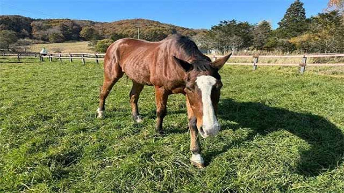 秋日和の１日 のんびりと過ごすメイショウドトウ