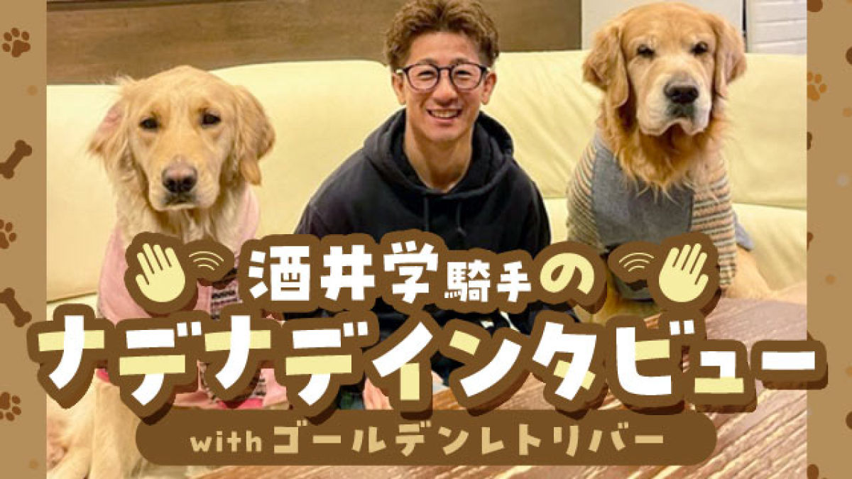 酒井学騎手に聞くナデナデの秘密withゴールデンレトリバー