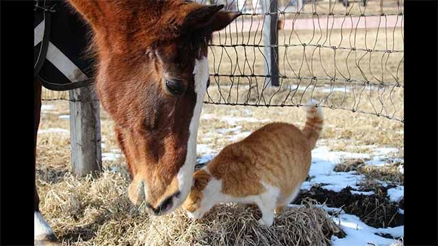 メイショウドトウと放牧地に遊びにきたメトちゃん