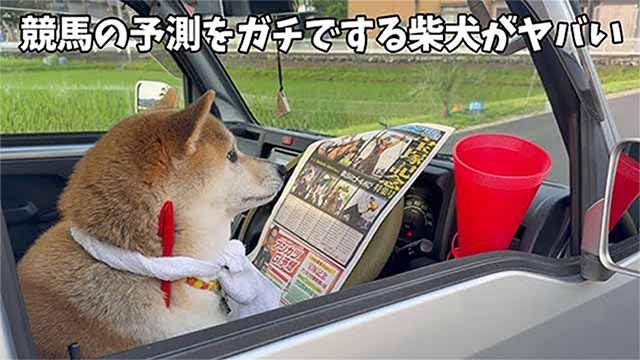 【柴犬が見た未来】ガチで競馬の予測をする柴犬がヤバすぎました...