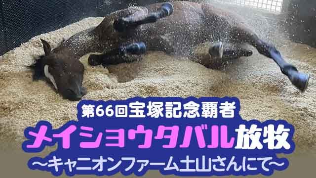 祝・メイショウタバル宝塚記念優勝！放牧先のキャニオンファーム土山への入厩を見届けてきました