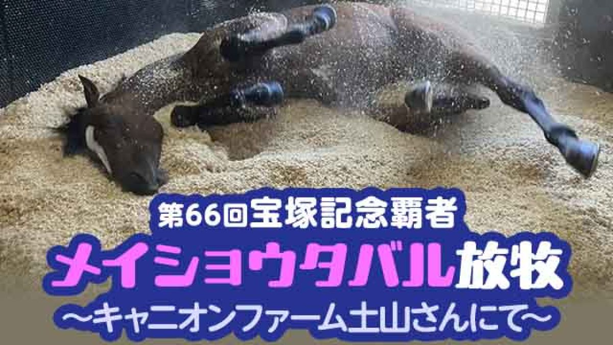 祝・メイショウタバル宝塚記念優勝！放牧先のキャニオンファーム土山への入厩を見届けてきました