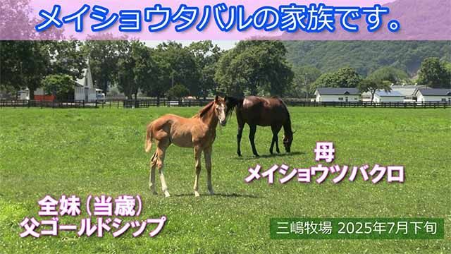 宝塚記念馬メイショウタバルの全妹(父ゴールドシップ)と母メイショウツバクロの様子
