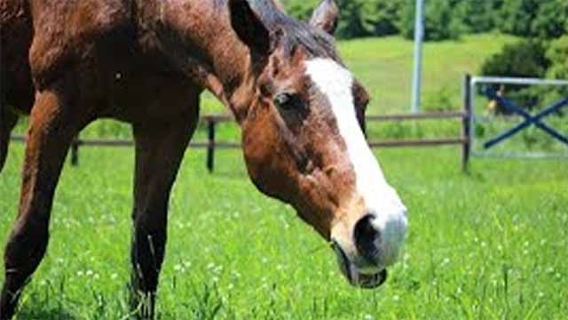 暑い日が続いていますが元気なメイショウドトウ