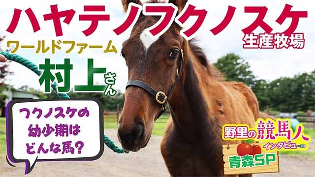 火災に遭ったハヤテノフクノスケ生産牧場の再建への道！生後２カ月の全弟も公開【青森県SP編】~野里の競馬人インタビュー~