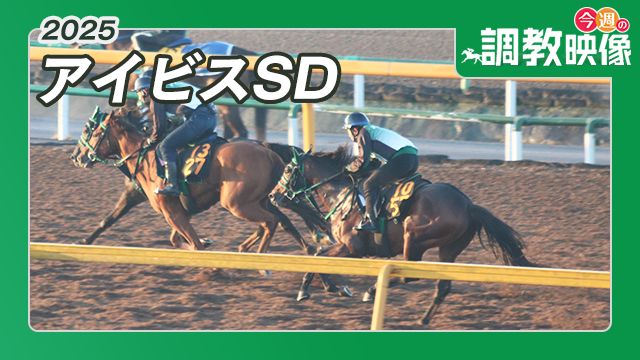 【アイビスSD 2025】調教映像