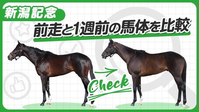 【新潟記念2025】エネルジコやクイーンズウォークらの前走と1週前の馬体を比較！