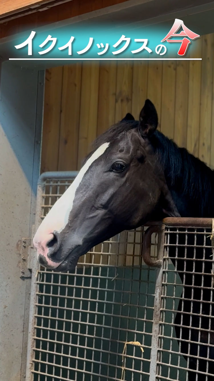 【イクイノックスの今】社台SSで過ごす世界最強馬イクイノックスの最新映像