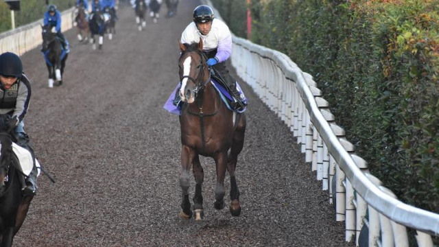 【ジャパンC 2019】出走馬の最終追い切りを動画で解説！/井内利彰
