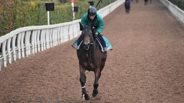 【チャンピオンズC 2019】出走馬の最終追い切りを動画で解説！/井内利彰