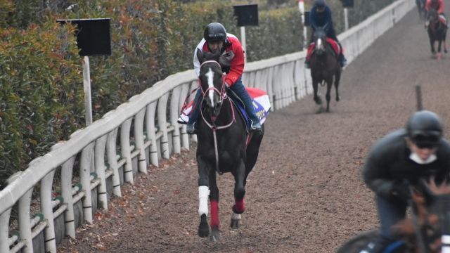 【有馬記念 2019】最終追い切りを動画で解説