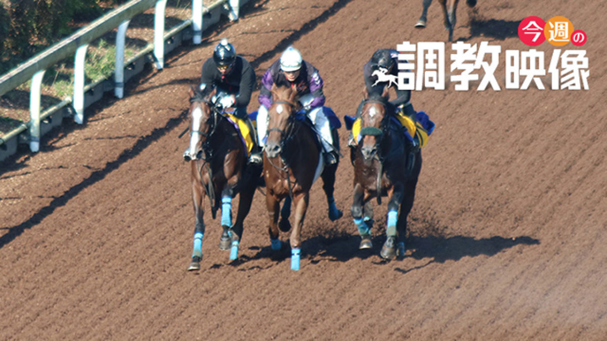 セントライト記念 2020 調教映像 競馬動画 netkeiba com