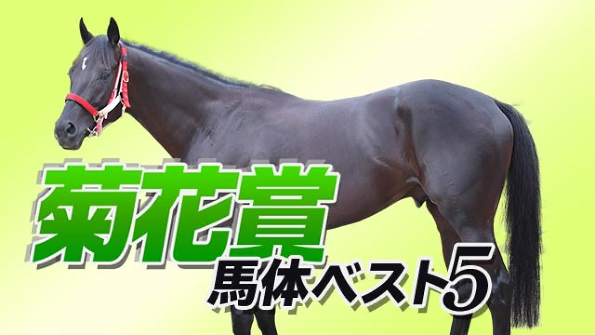 菊花賞 馬体診断 長距離マラソンレース向きの5頭をピックアップ 北枕鳩三郎 競馬動画 Netkeiba Com