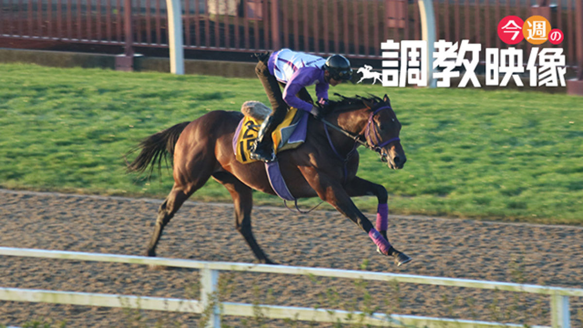 有馬記念 2020 調教映像 競馬動画 netkeiba com