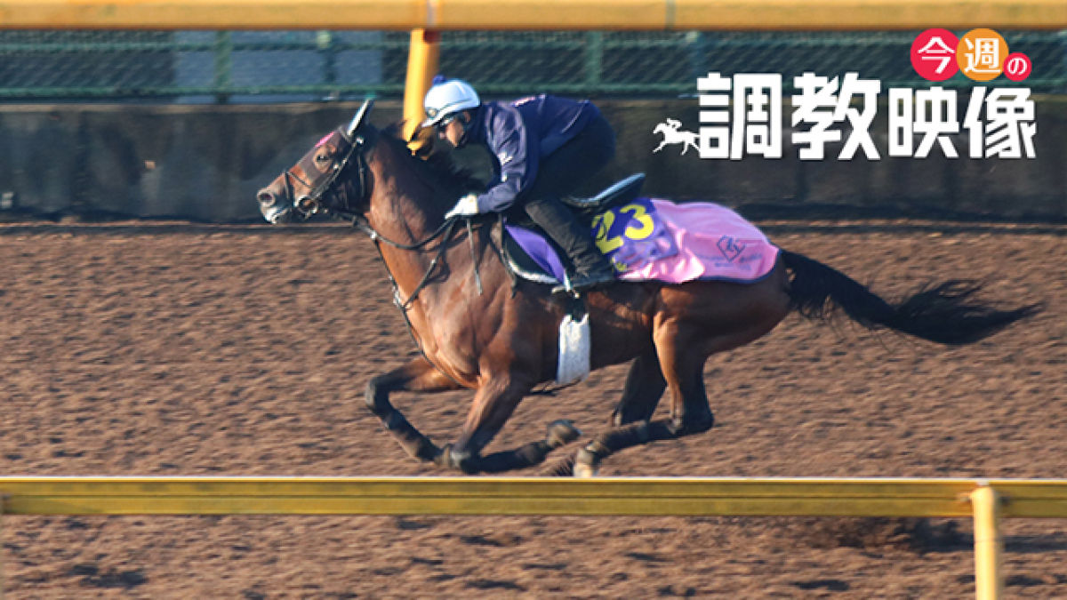 桜花賞 2021 調教映像 競馬動画 netkeiba com