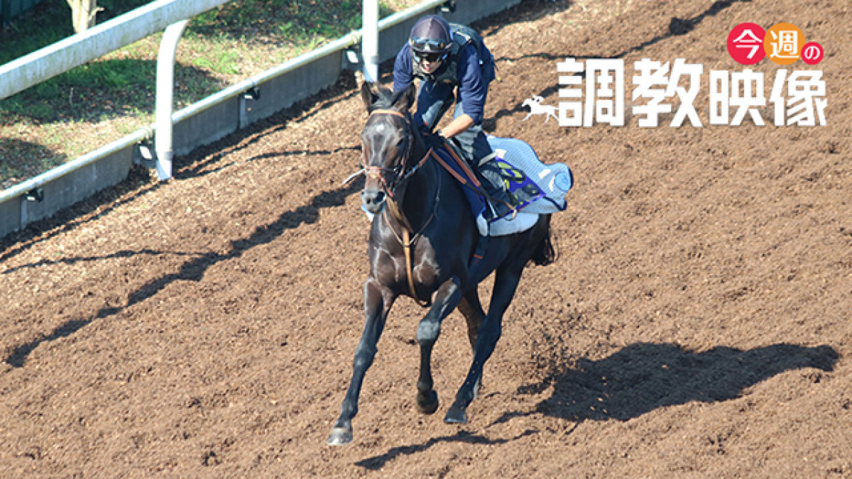 【安田記念 2021】調教映像