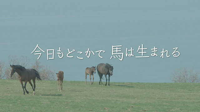 映画 今日もどこかで馬は生まれる 競馬動画 Netkeiba Com