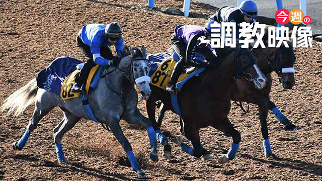 ���ͥ졼������