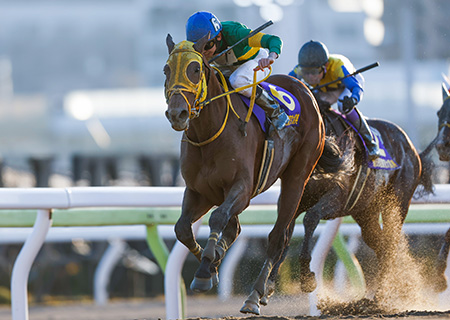 川崎記念2024特集 | netkeiba 競馬予想・結果・速報・オッズ・出馬表