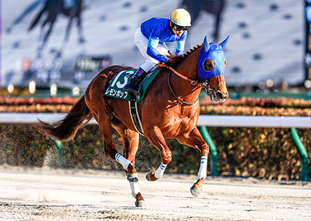 マイルCS南部杯2024特集 | netkeiba 競馬予想・結果・速報・オッズ・出馬表・出走予定馬・騎手・払戻など競馬最新情報！