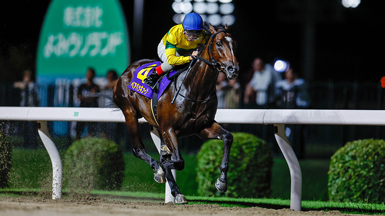 鎌倉記念2024特集 | netkeiba 競馬予想・結果・速報・オッズ・出馬表・出走予定馬・騎手・払戻など競馬最新情報！