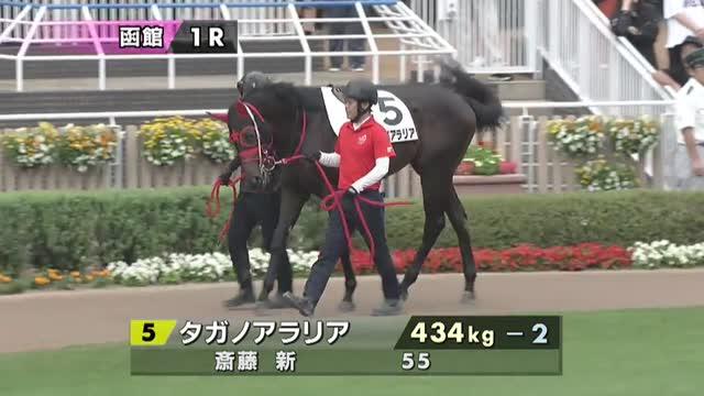タガノアラリア (Tagano Aralia) | 競走馬データ - netkeiba