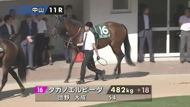 タガノエルピーダ (Tagano Elpida) | 競走馬データ - netkeiba