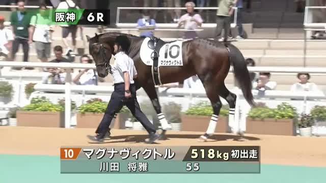 大きな馬 ナクライト (Nakhlite) | 競走馬データ - netkeiba