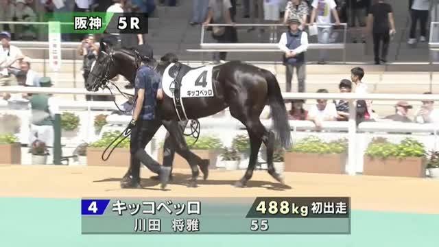 馬です セシアンベリル (Cesian Beryl) | 競走馬データ - netkeiba