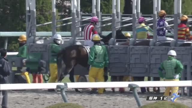 ３歳未勝利 結果・払戻 | 2024年3月9日 阪神1R レース情報(JRA) - netkeiba