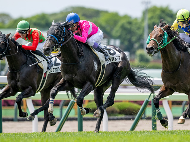 JRA 函館記念 重賞 コンプリート3点セット 農林水産省賞典 函館記念の単勝・複勝・枠連オッズ【2025年6月29