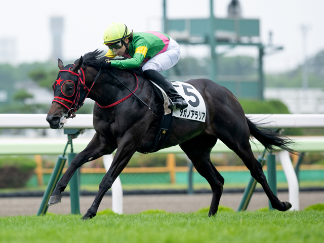 競馬　JRA 実使用ゼッケン　マカオンドール　G2日経賞 競馬 JRA 実使用ゼッケン マカオンドール G2日経賞 日経賞(G2