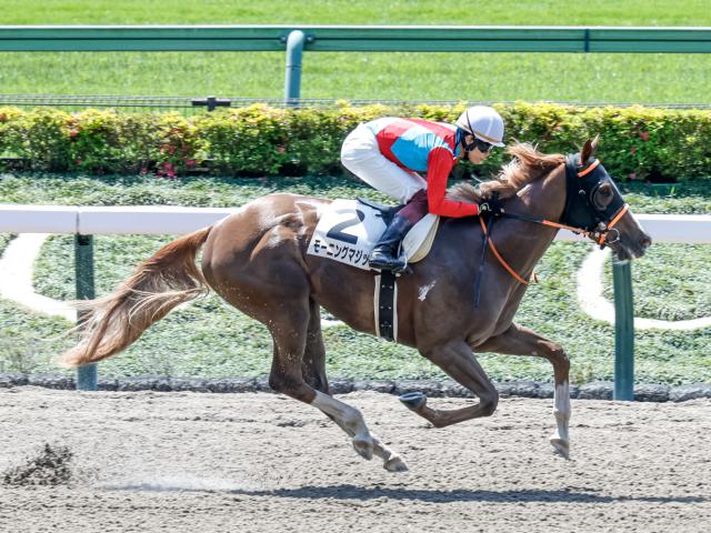 Yahoo!オークション -「新馬戦」(終了したレースの馬券) (競馬