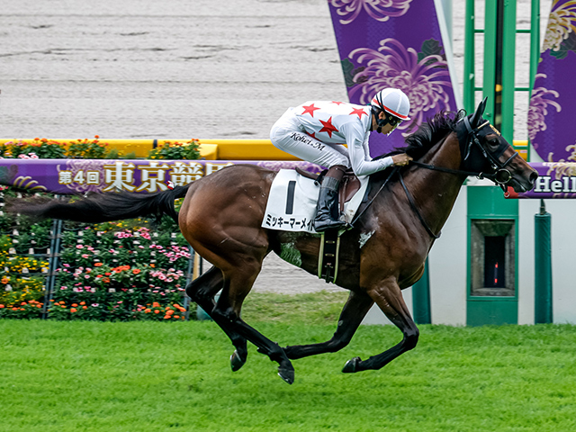 【期限切れ単複馬券】　2歳未勝利　2014/11/8 ドゥラメンテ　ウマ娘 期限切れ単複馬券】 2歳未勝利 2014/11/8 ドゥラメンテ ウマ娘