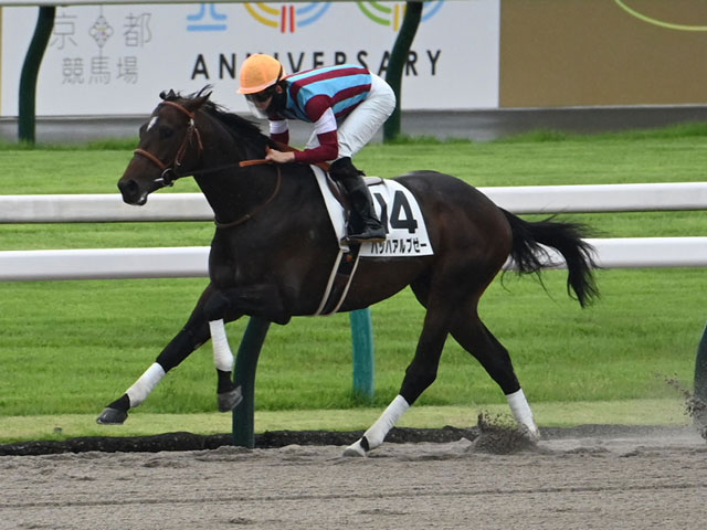 【爆売りセール開催中！】 結果・払戻 3歳未勝利 | レース情報(JRA 京都1R 2025年5月24日 ぬいぐるみ