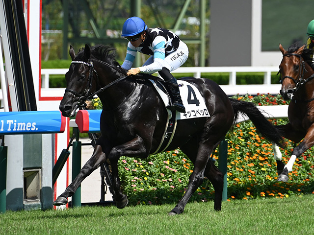 【期限切れ単複馬券】　2歳未勝利　2014/11/8 ドゥラメンテ　ウマ娘 sddefault.jpg
